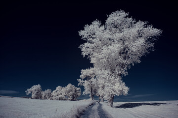 infrared photography - ir photo of landscape with tree under sky with clouds - the art of our world...