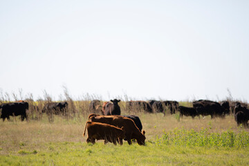 angus en el campo