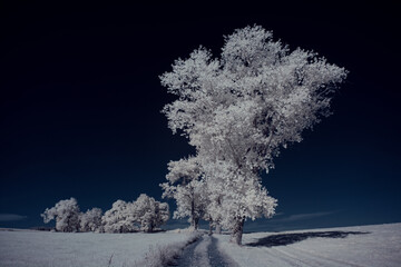 infrared photography - ir photo of landscape with tree under sky with clouds - the art of our world...