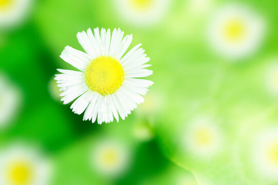 春紫苑images Browse 141 Stock Photos Vectors And Video Adobe Stock