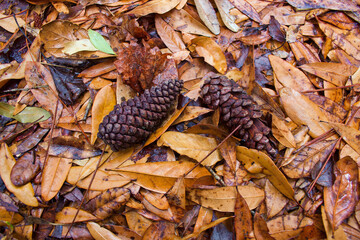 Cones on the Hike