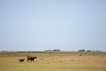 angus en el campo