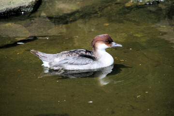 A close up of a Bufflehead Duck