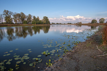 reflection of trees in water