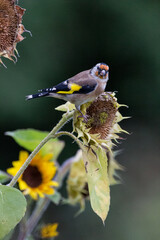 Colorful finch sitting on sunflower 