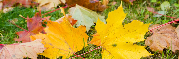 autumn background with maple leaves.Warm colors of Autumn. Maple leaves covering the ground.Multicolored leaves lie on the grass.