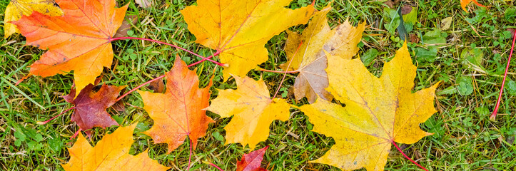 autumn background with maple leaves.Warm colors of Autumn. Maple leaves covering the ground.Multicolored leaves lie on the grass.