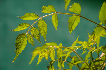 Leaves on a tree in the spring	
