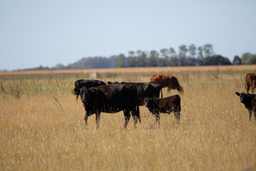 angus en el campo