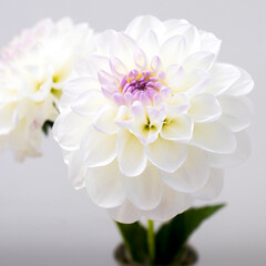 Two white dahlias on a gray backdrop