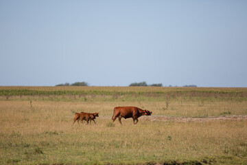 angus en el campo