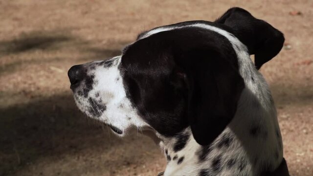Perro de color negro y blanco con manchas