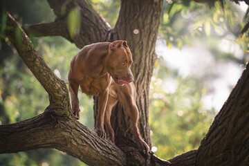 Fototapeta na wymiar A handsome female american pit bull terrier stands on a thick tree branch against a background of blue sky and summer landscape
