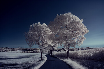 infrared photography - ir photo of landscape with tree under sky with clouds - the art of our world...