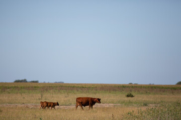 angus en el campo