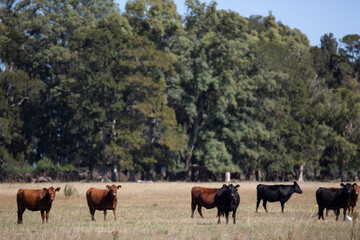 angus en el campo