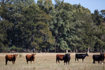 angus en el campo