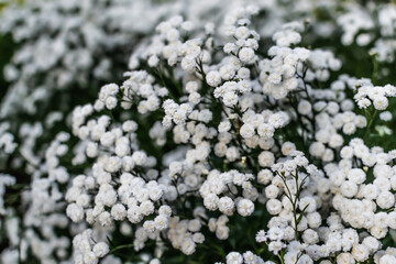 Many small white flowers of gypsophila with petals, green leaves and stems in garden. Field