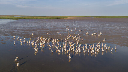 white pelicans in Danube Delta, Romania