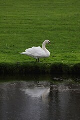 white swan by lake 