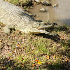 Dangerously sparkling sharp crocodile teeth