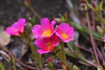 Rose moss (Portulaca grandiflora) / Portulacaceae annual plant
