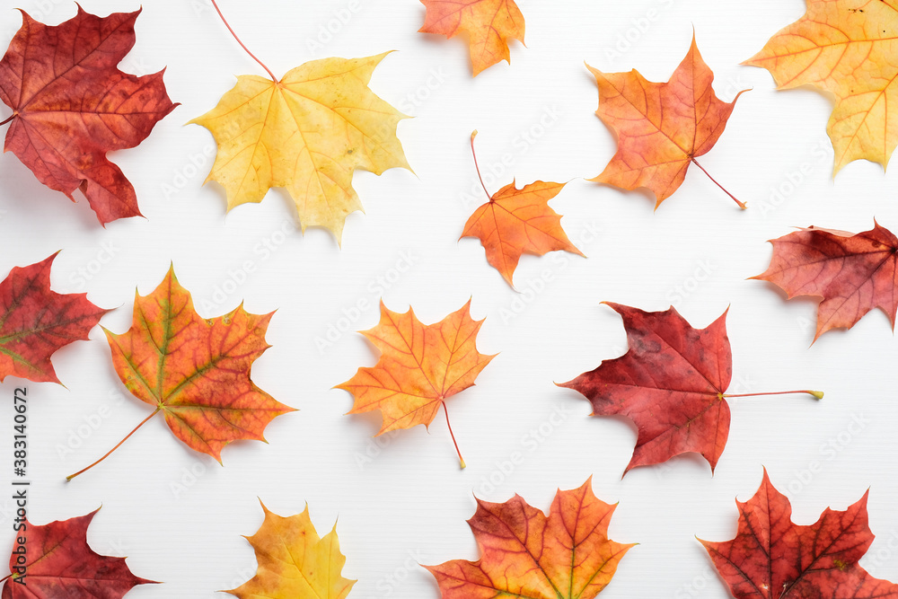 Wall mural autumn background. pattern of colorful maple leaves on white table.