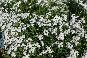 small white flowers of gypsophila with petals, with green leaves and stems in garden, in field