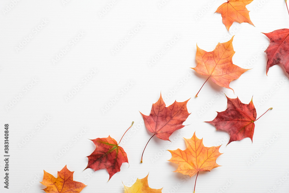 Wall mural autumn composition. colorful maple leaves on white background. flat lay, top view. autumn, fall conc