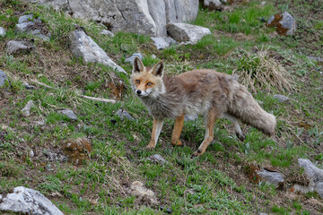 Red fox (Vulpes vulpes)