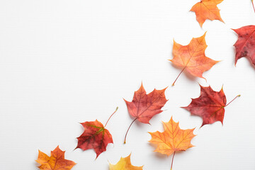 Autumn composition. Colorful maple leaves on white background. Flat lay, top view. Autumn, fall concept.
