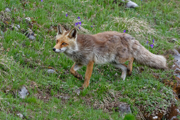 Red fox (Vulpes vulpes)