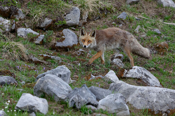 Red fox (Vulpes vulpes)