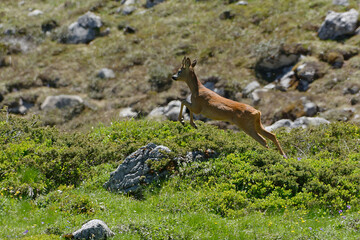 Roe Deer (Capreolus capreolus) running