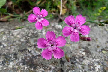 Maiden Pink (Dianthus deltoides)