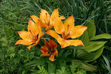 Orange Lily (Lilium bulbiferum)