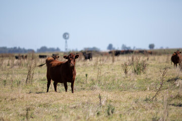 angus en el campo
