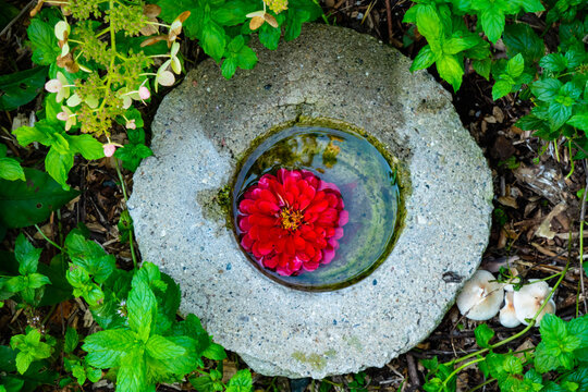 Small Round Garden Water Bowl With Floating Red Zinnia Flower In September Near Battle Creek, Michigan, USA 