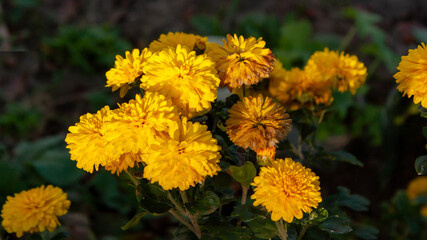 Bright yellow chrysanthemums in sunlight.