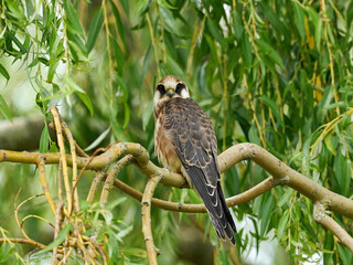Red-footed falcon (Falco vespertinus)