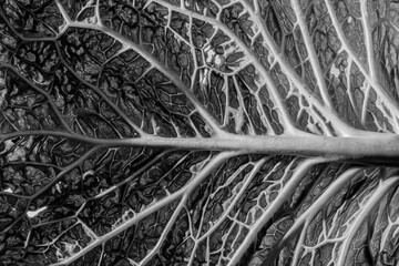 leaf in the detail in black and white