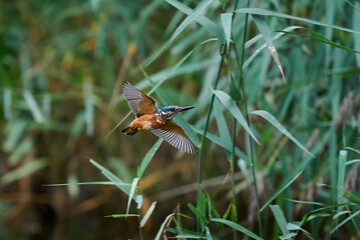 Common kingfisher (Alcedo atthis)