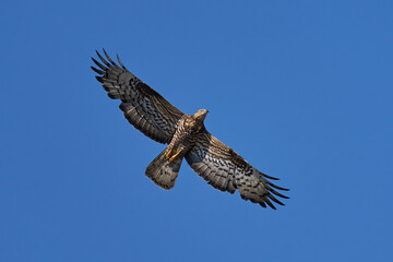 European honey buzzard (Pernis apivorus)