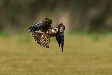 Red-footed falcon (Falco vespertinus)