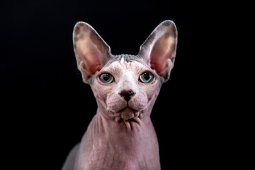 gato
