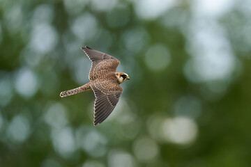Red-footed falcon (Falco vespertinus)