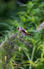 Goldfinch on green plant