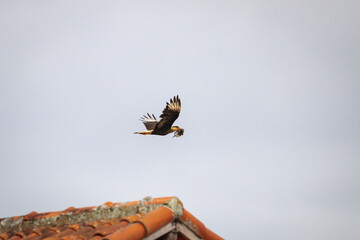 Hunting carcara bird flying with his prey on bick (dove)