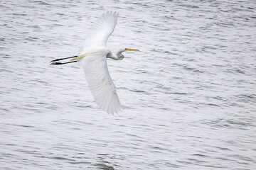 heron (egret) flying with open wings over lake