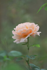 Pink rose with green background